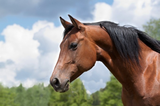 Ibitinga: Cavalo ferido � recolhido ap�s den�ncia