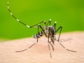 Ibitinga soma 15 casos de dengue em 2026