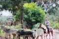 Pol�cia Civil prendeu em Ibitinga e Borborema, 6 envolvidos em furto