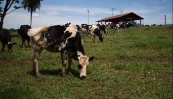 criminosos-furtam-24-vacas-em-fazenda-de-sao-carlos