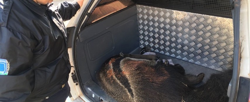 tamandua-foi-resgatado-em-quintal-de-residencia-em-botucatu