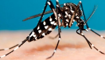 ibitinga-oferece-risco-de-alerta-de-contagio-de-dengue