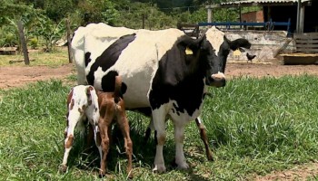 vaca-da-a-luz-tres-bezerros-de-forma-natural-em-descalvado