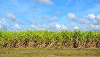 precos-da-agropecuaria-paulista-sobem-1278-em-2018