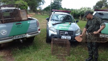 pm-ambiental-localiza-espingarda-municoes-e-armadilhas-em-arealva