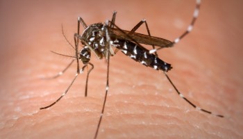 contagio-de-dengue-em-ibitinga-foi-reduzido-em-439--em-um-ano