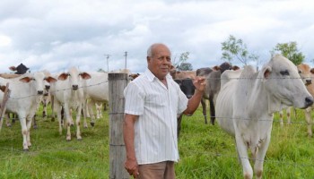 criacao-de-bezerros-e-opcao-de-investimento