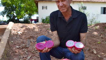 producao-de-pitaya-ganha-espaco-na-agricultura