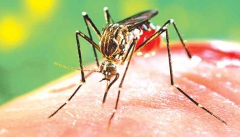 ibitingaquase-8-das-casas-possuem-criadouros-do-mosquito-da-dengue