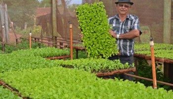 investimento-na-producao-de-hortalicas-e-uma-otima-opcao-rentavel