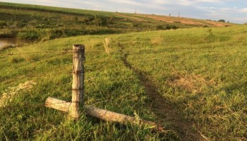 ladroes-furtam-68-cabecas-de-gado-em-fazenda-de-pirajui