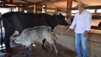 produtor-rural-investe-em-gado-de-leite