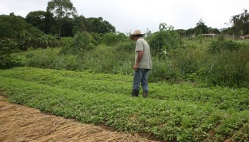 ministerio-suspende-mais-de-126-mil-declaracoes-de-aptidao-ao-pronaf