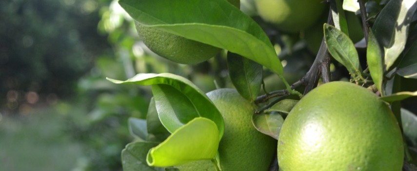 prazo-para-a-entrega-do-relatorio-do-greening-vai-ate-o-dia-15