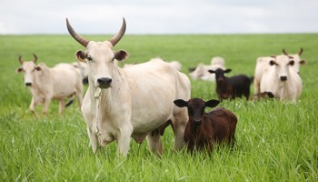 vacinacao-de-febre-aftosa-foi-prorrogada