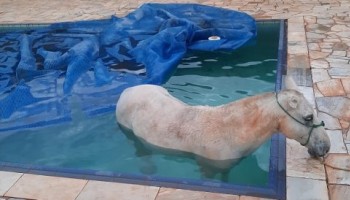 ibitinga-cavalo-entra-em-piscina-e-e-resgatado-pelos-bombeiros