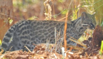 araraquara-em-risco-de-extincao-gato-do-mato-e-visto-na-area-rural