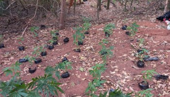 ibitinga-denuncia-anonima-leva-pm-desarticular-plantacao-de-maconha