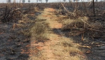 pm-ambiental-autua-fazenda-em-rs-400-mil-por-queimada-em-guaicara