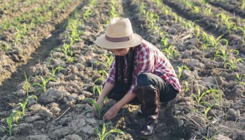 participacao-feminina-cresce-no-setor-do-agronegocio